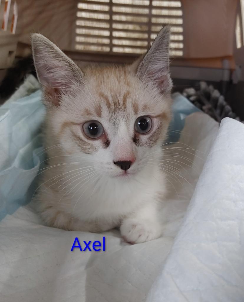 Axel, Adopted, Kitten Male Domestic Short Hair & Siamese.