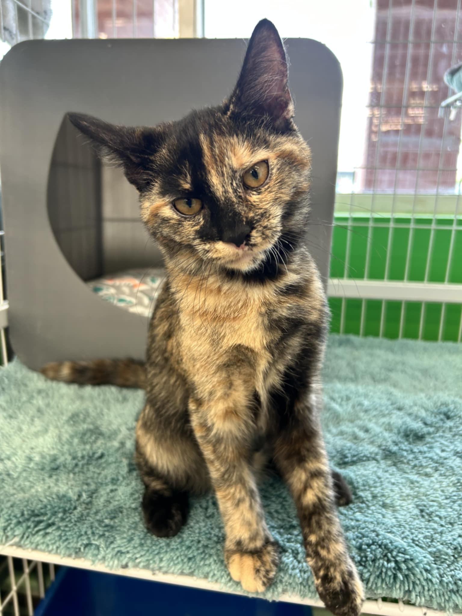 Enlarge Diva, a Adopted Tortoiseshell in Solon, OH image 1/5