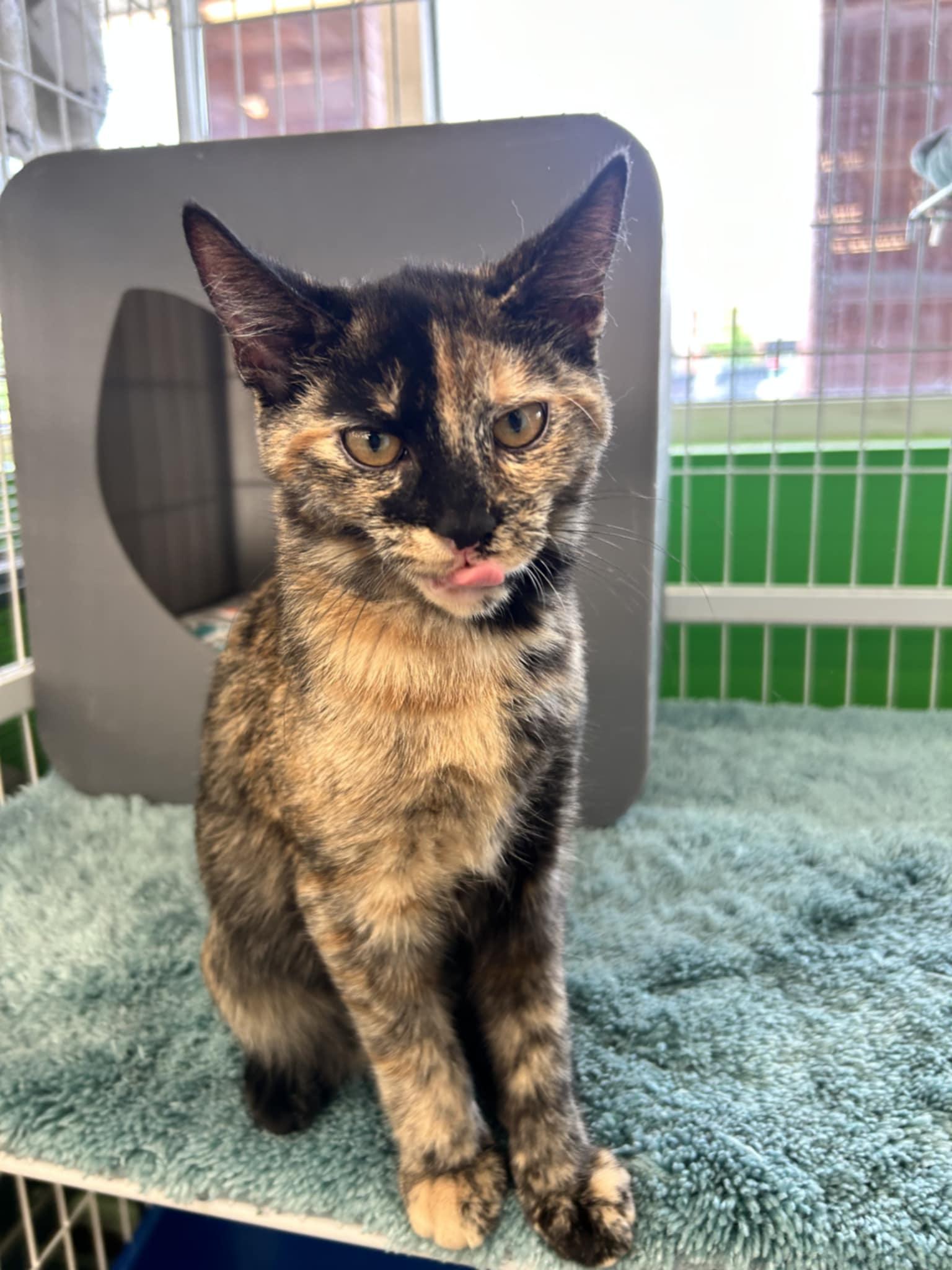 Enlarge Diva, a Adopted Tortoiseshell in Solon, OH image 3/5
