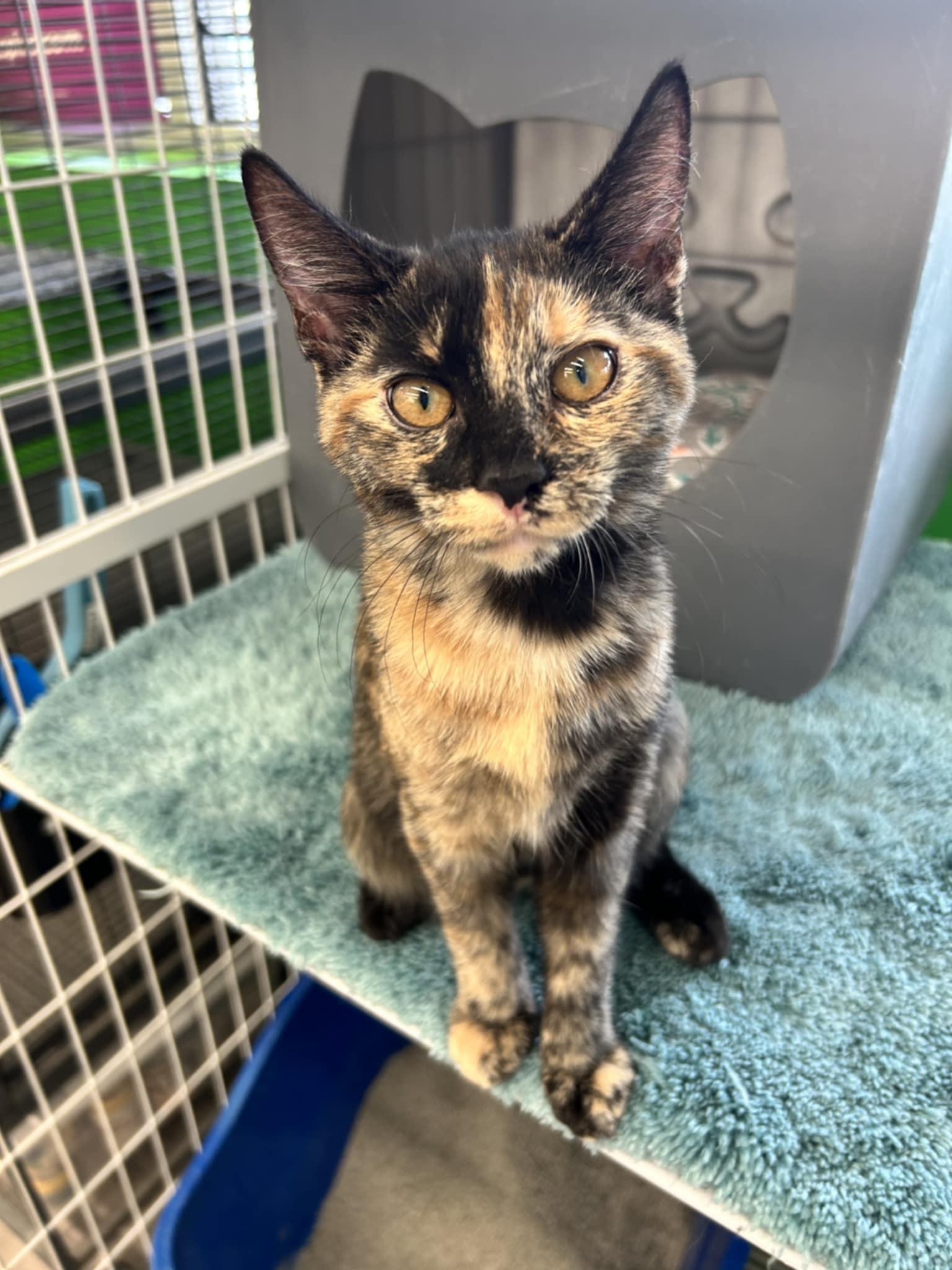 Enlarge Diva, a Adopted Tortoiseshell in Solon, OH image 4/5