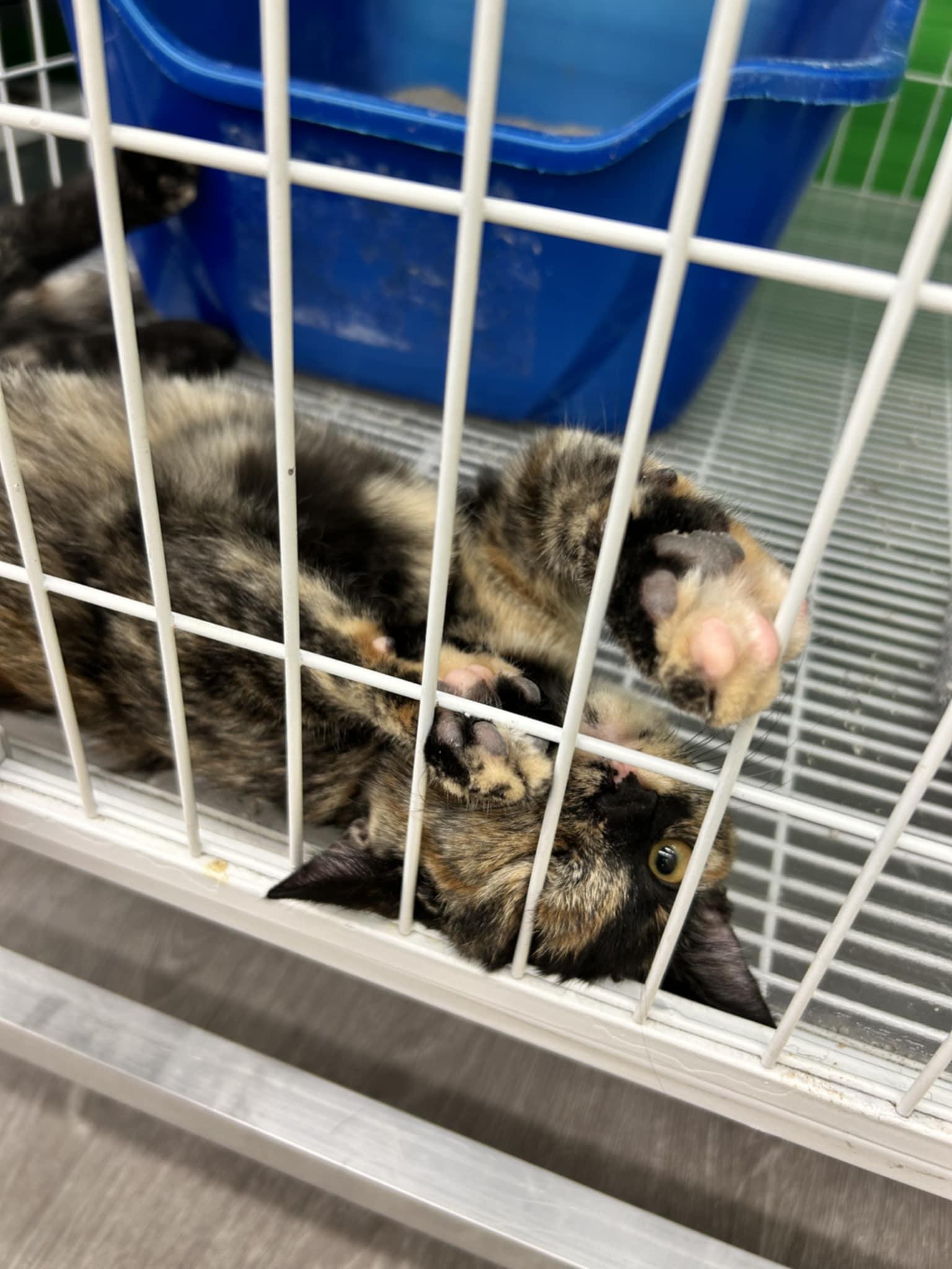 Enlarge Diva, a Adopted Tortoiseshell in Solon, OH image 5/5