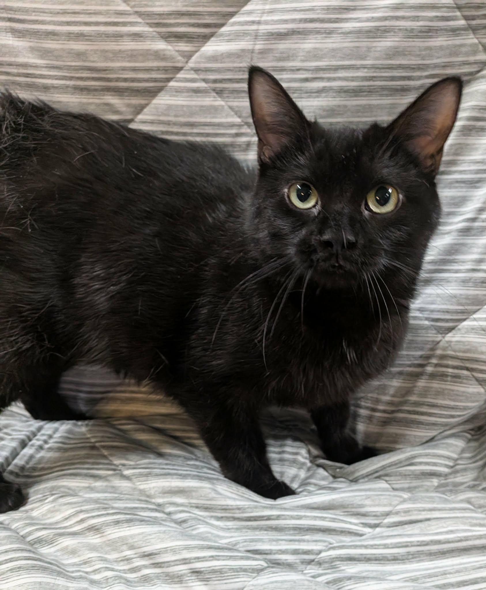 PEPPER, an adopted Domestic Short Hair in Tillsonburg, ON image 3/6