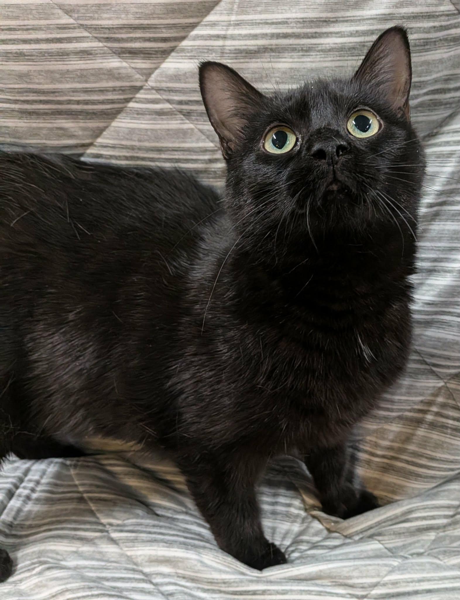 PEPPER, an adopted Domestic Short Hair in Tillsonburg, ON image 1/6