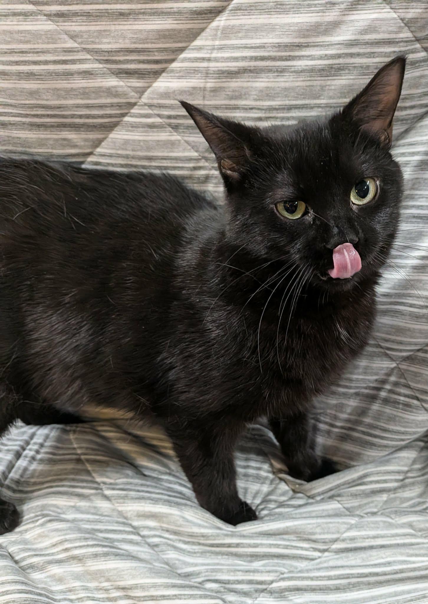 PEPPER, an adopted Domestic Short Hair in Tillsonburg, ON image 2/6