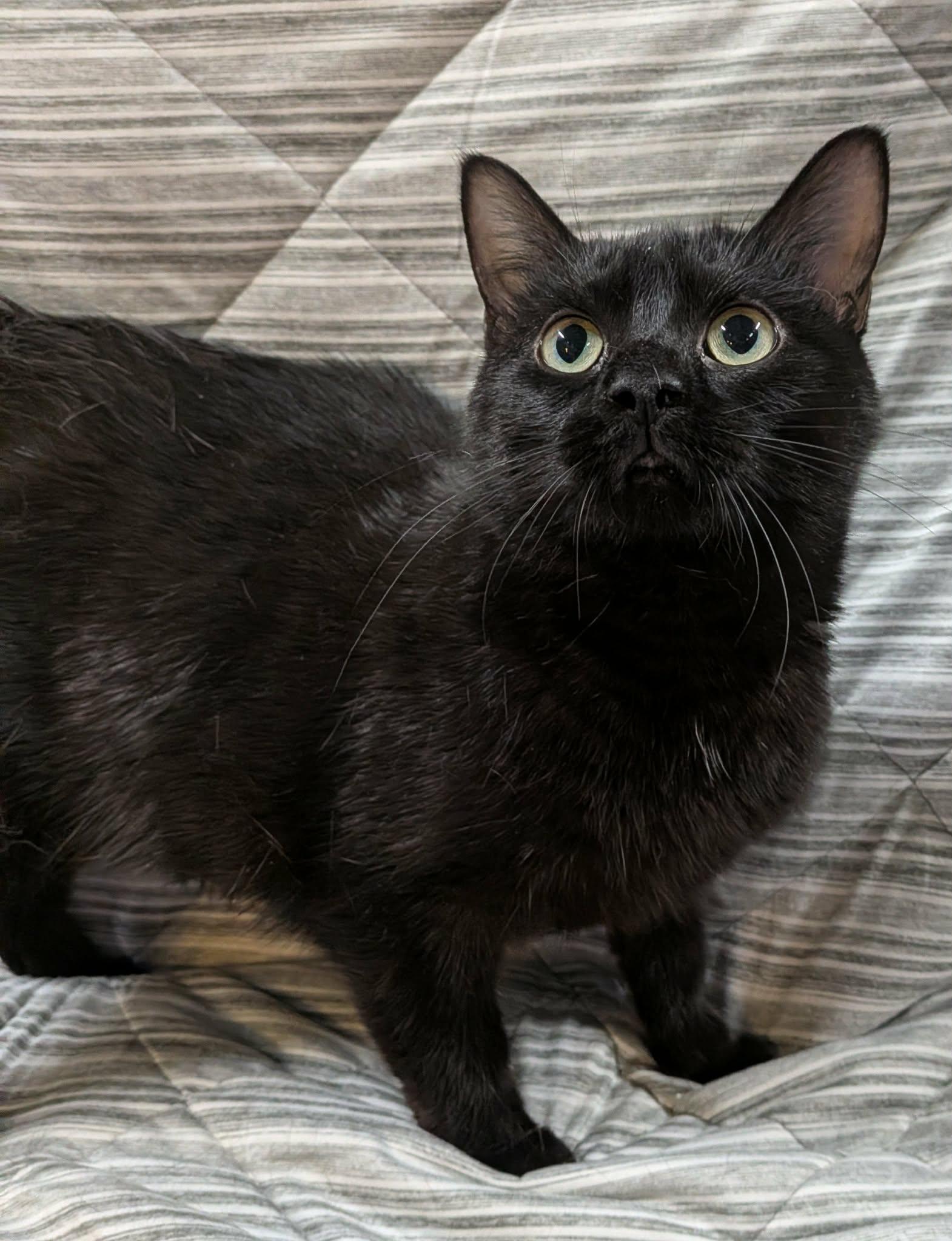 PEPPER, an adopted Domestic Short Hair in Tillsonburg, ON image 4/6