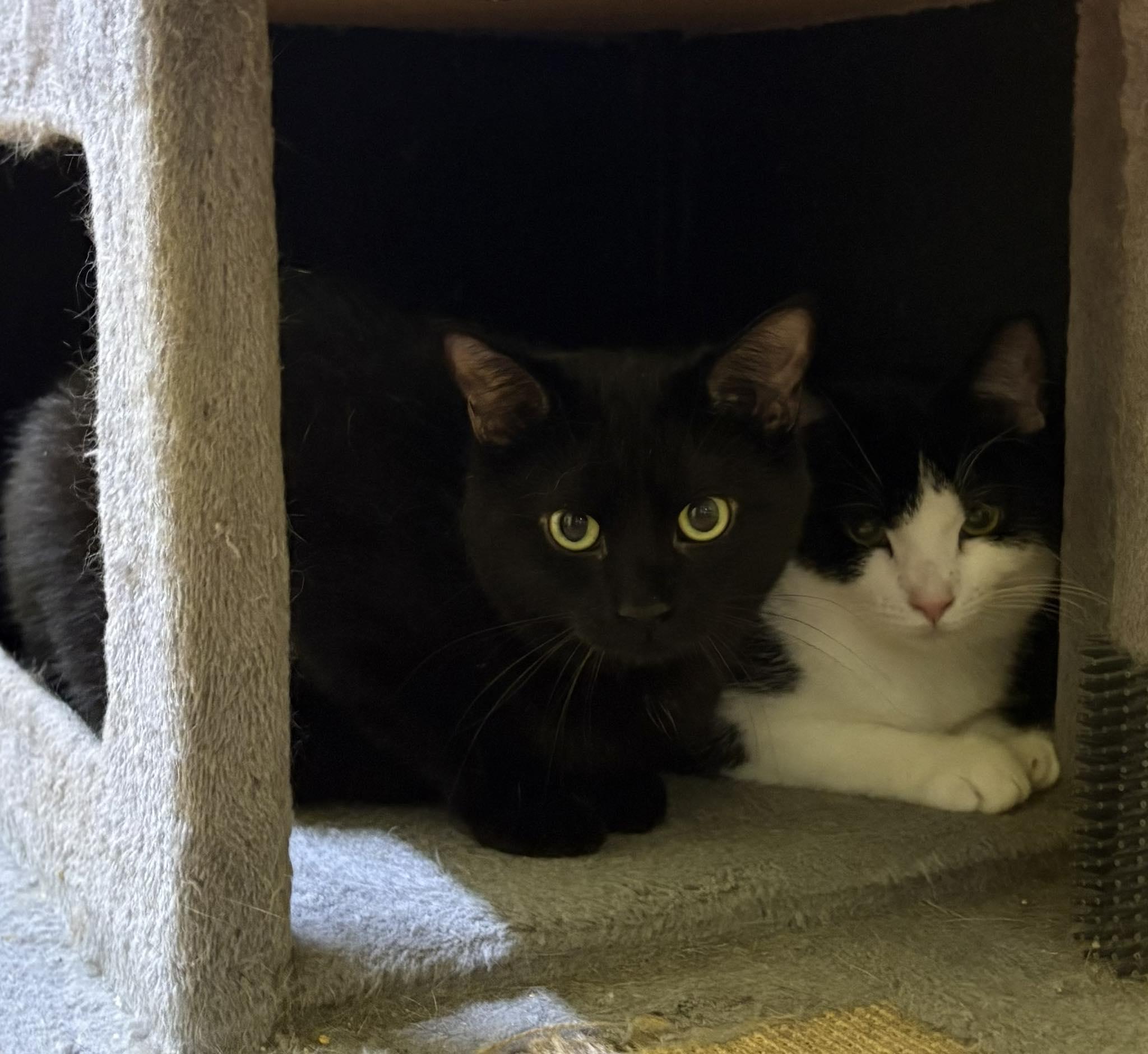 PEPPER, an adopted Domestic Short Hair in Tillsonburg, ON image 6/6