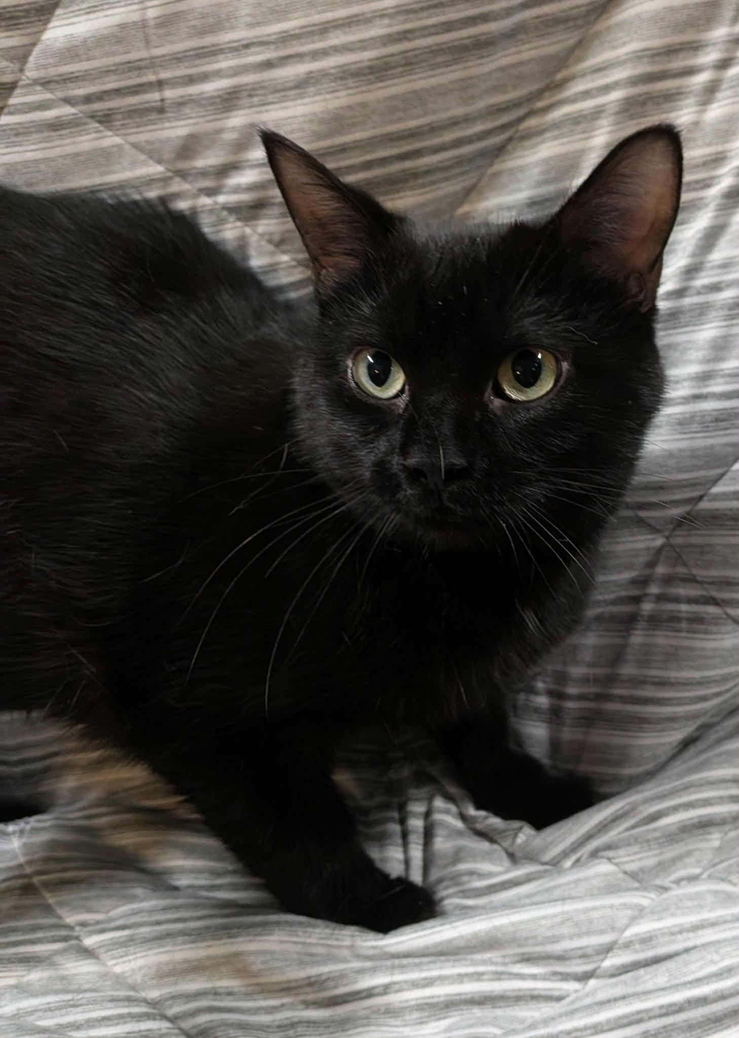 PEPPER, an adopted Domestic Short Hair in Tillsonburg, ON image 5/6
