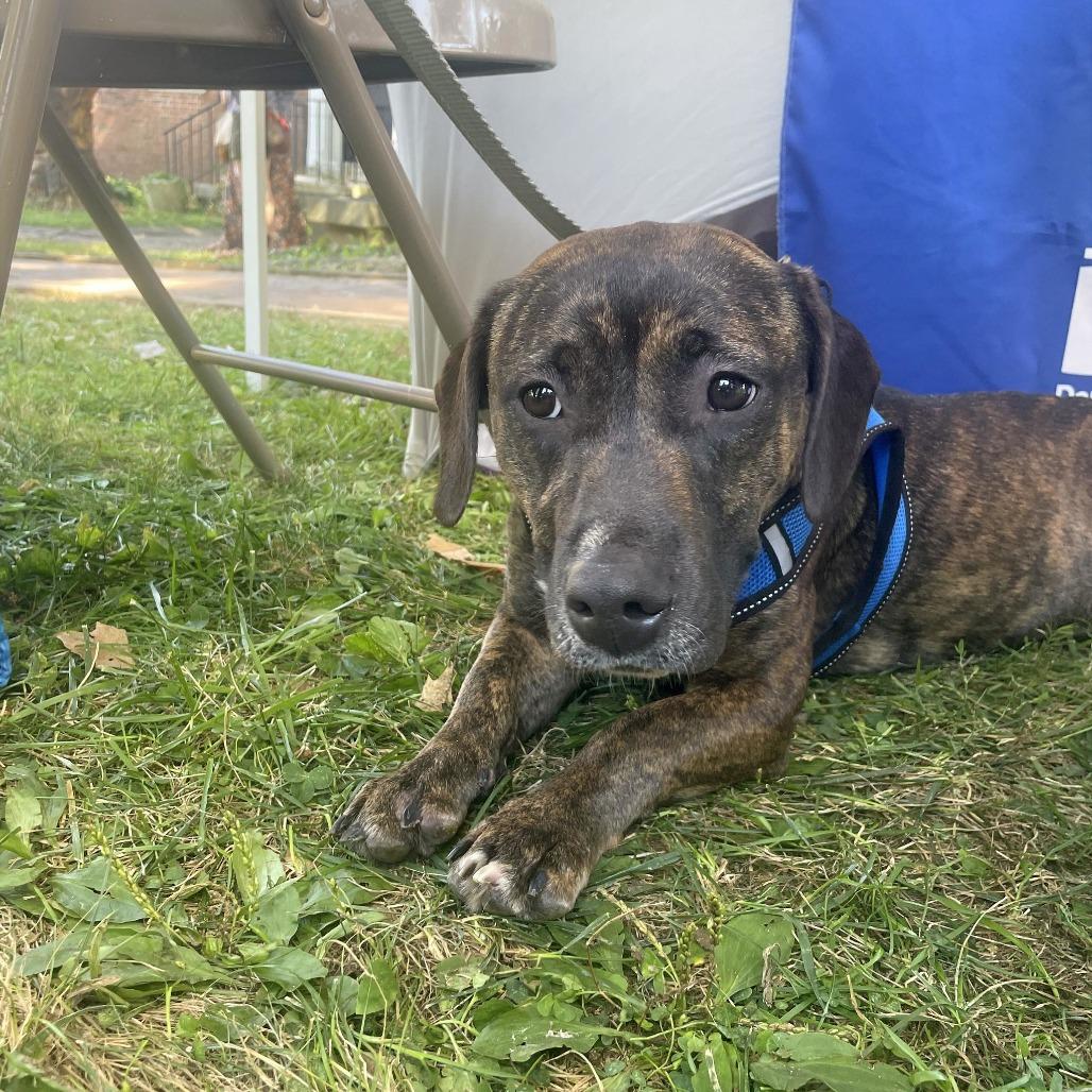 Naomi Off-site at Mutts with Manners(fka) Nesco, Adoptable, Adult Female Basset Hound & Pit Bull Terrier.