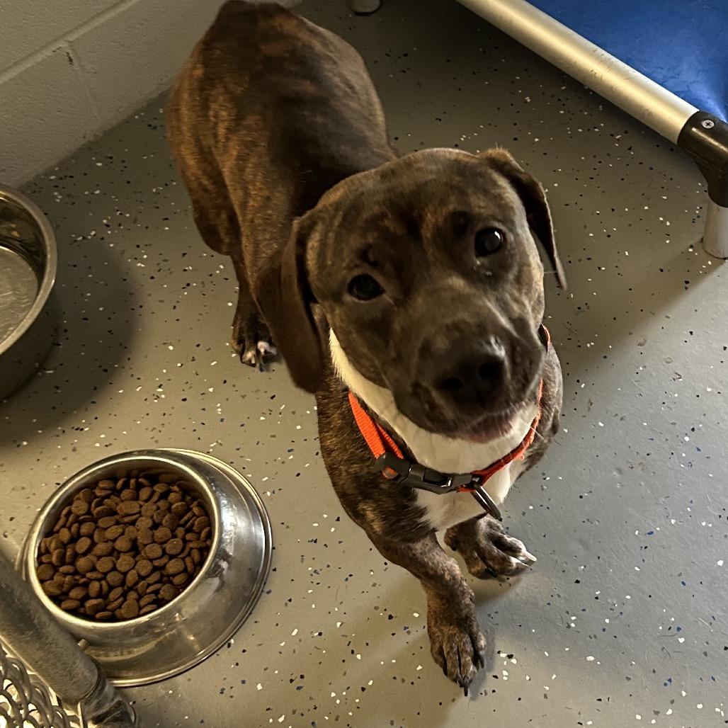 Enlarge Naomi Off-site at Mutts with Manners(fka) Nesco, a Adoptable mixed breed in Danville, KY image 2/3