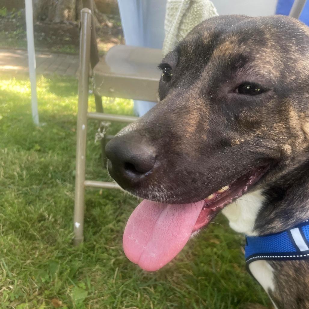 Enlarge Naomi Off-site at Mutts with Manners(fka) Nesco, a Adoptable mixed breed in Danville, KY image 3/3