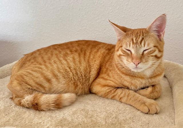 Mojo!, Adoptable, Young Male Tabby & Domestic Short Hair.