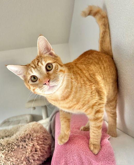 Mojo!, a Adopted mixed breed in San Luis Obispo, CA image 2/3