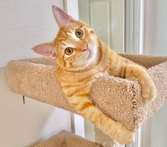 Mojo!, a Adopted mixed breed in San Luis Obispo, CA image 3/3