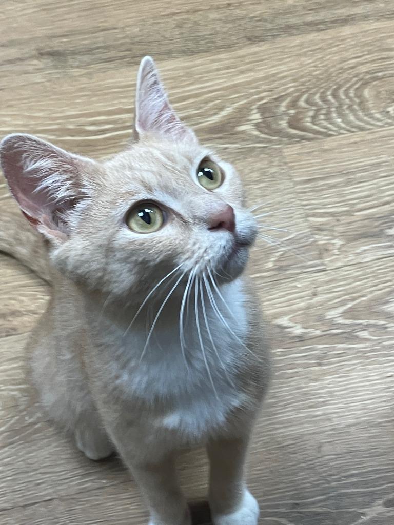 Raya, Adoptable, Young Female Domestic Short Hair.