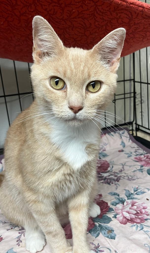 Raya, a Adoptable mixed breed in Lunenburg, MA image 3/3