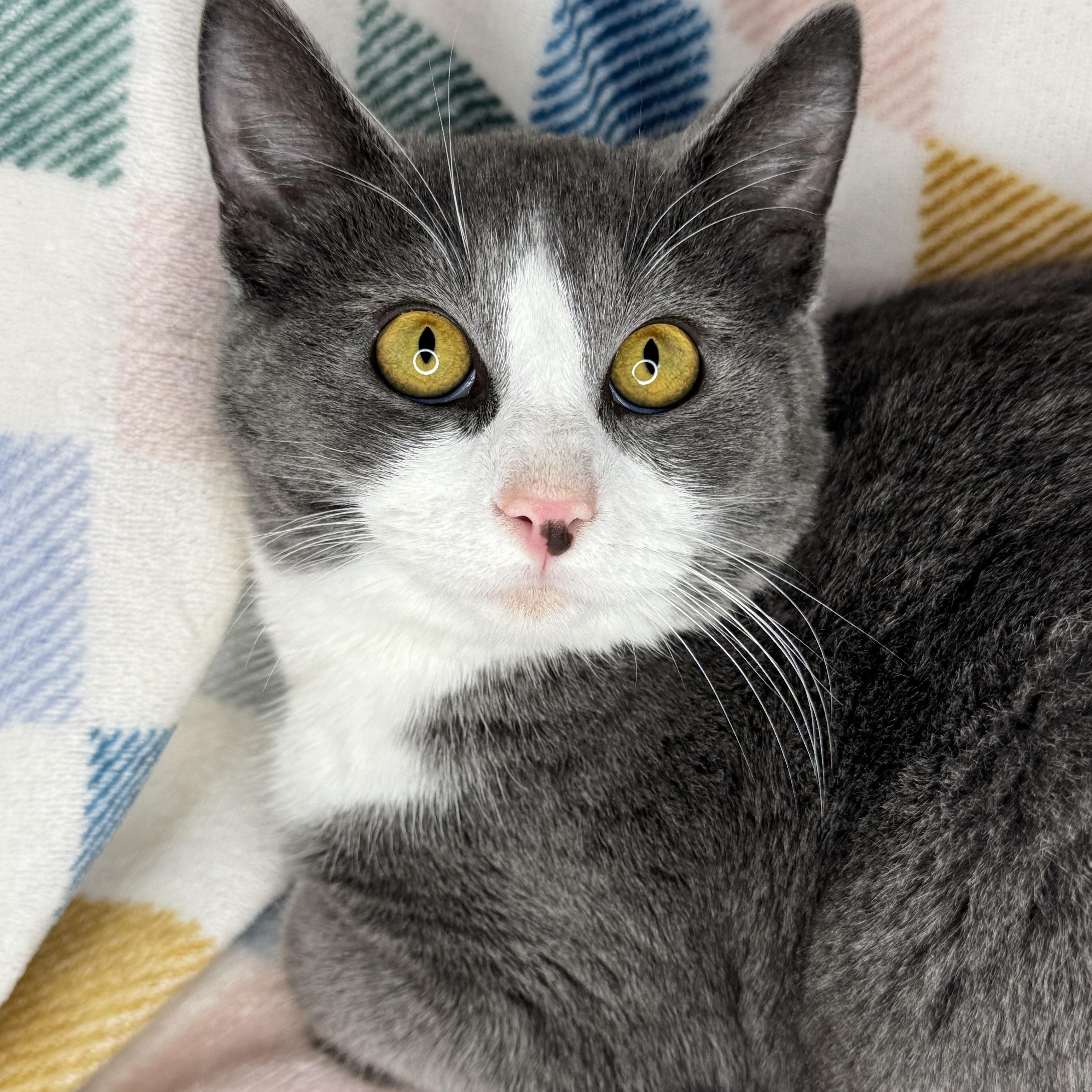 Enlarge Barney “Big Barn”, a Adoptable mixed breed in Mount Vernon, IL image 4/6