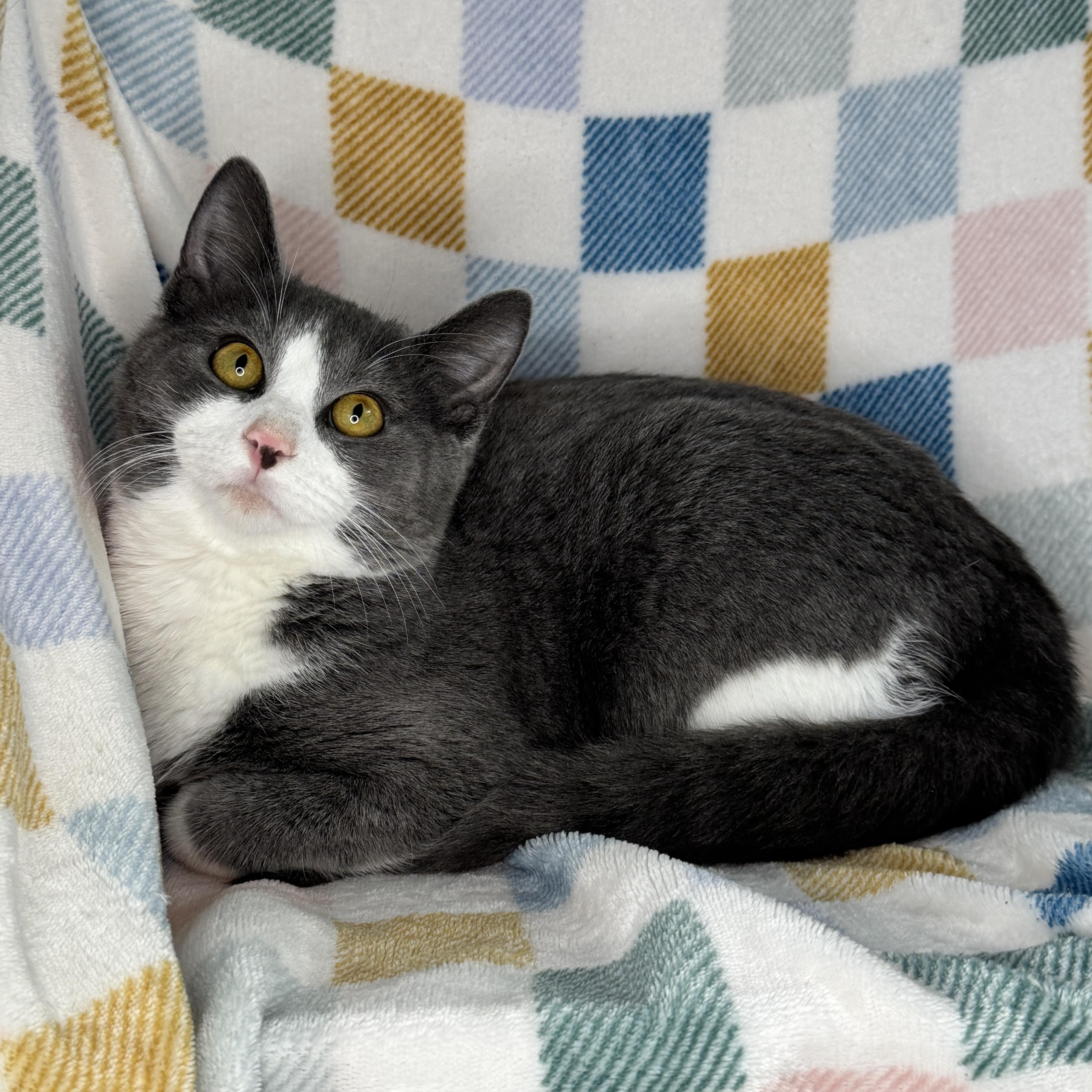 Enlarge Barney “Big Barn”, a Adoptable mixed breed in Mount Vernon, IL image 1/6