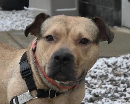 Bear, Adoptable, Adult Male Pit Bull Terrier & Mixed Breed.