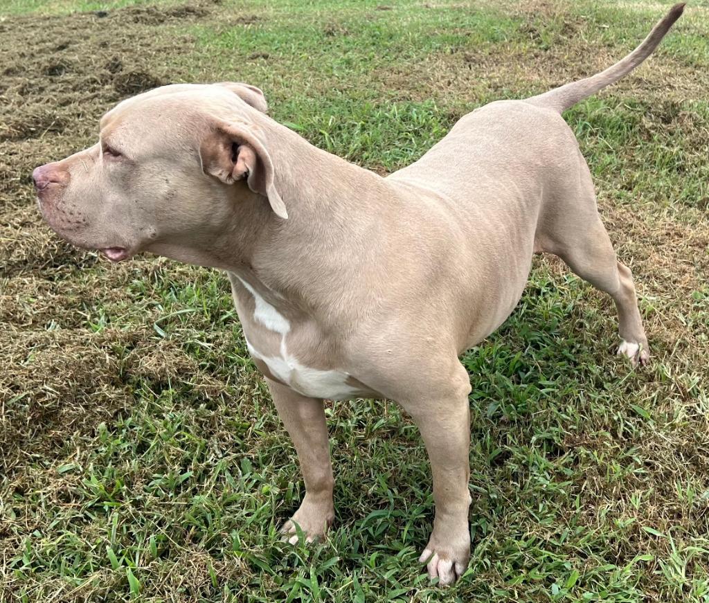 Enlarge Tulip, a Adoptable Pit Bull Terrier in Farmersville, TX image 1/3