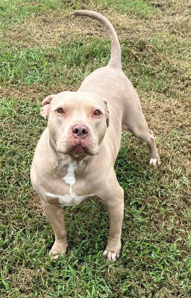 Enlarge Tulip, a Adoptable Pit Bull Terrier in Farmersville, TX image 2/3