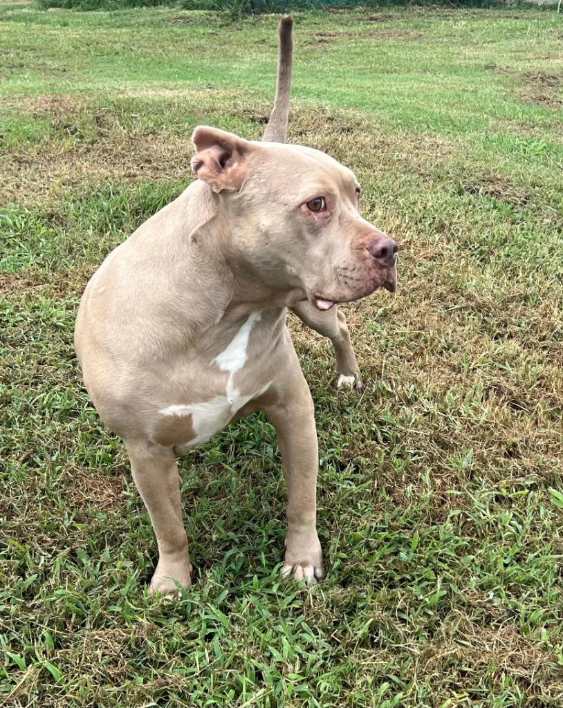 Enlarge Tulip, a Adoptable Pit Bull Terrier in Farmersville, TX image 3/3