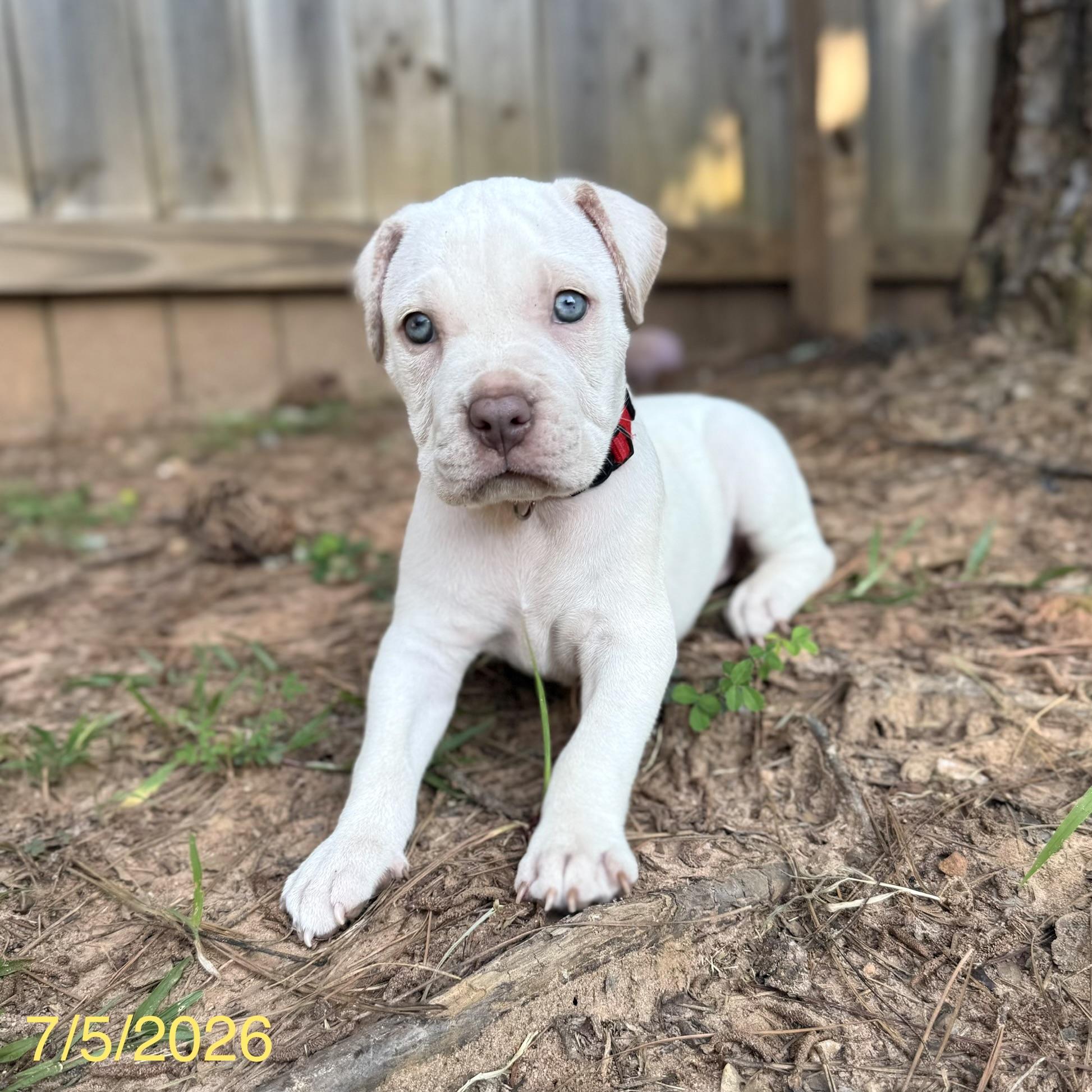 Theodore, a ADOPTABLE mixed breed in Jackson, GA image 3/6