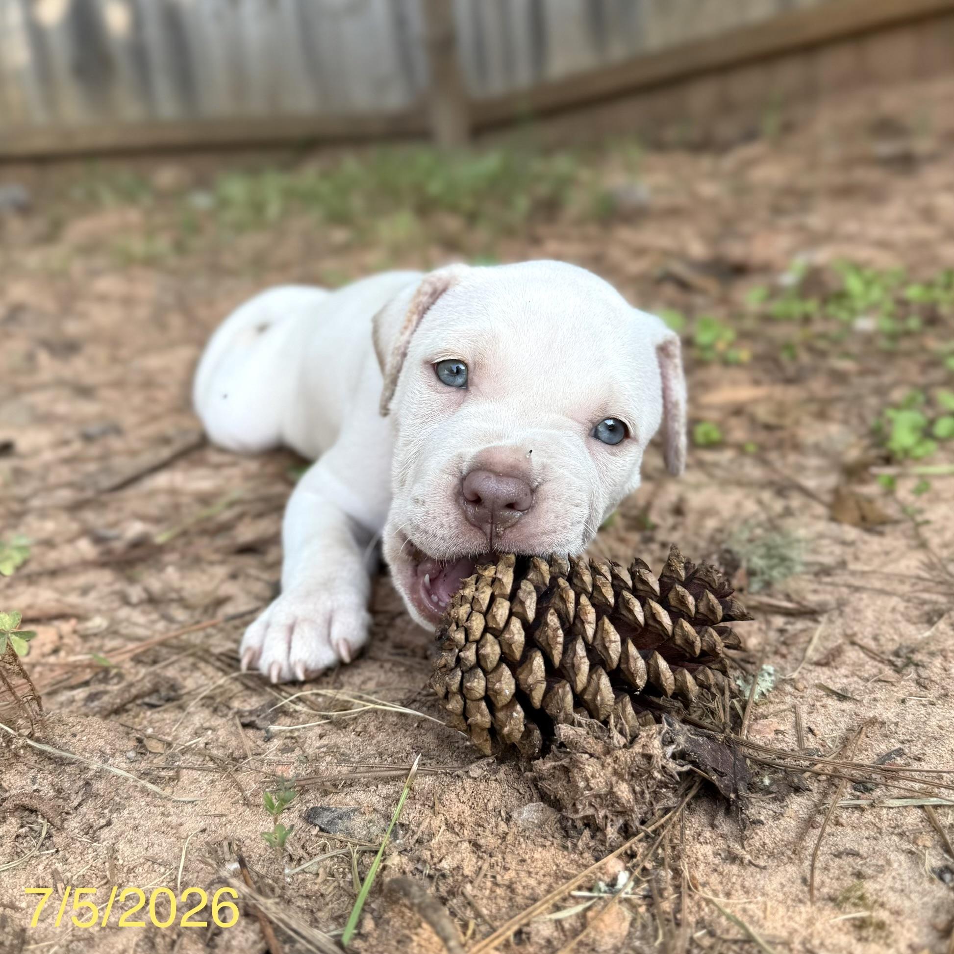 Theodore, a ADOPTABLE mixed breed in Jackson, GA image 6/6