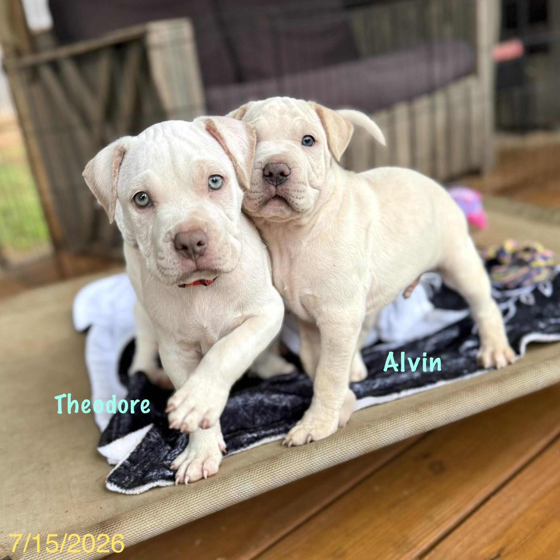 Enlarge Theodore, an adopted mixed breed in Jackson, GA image 5/6