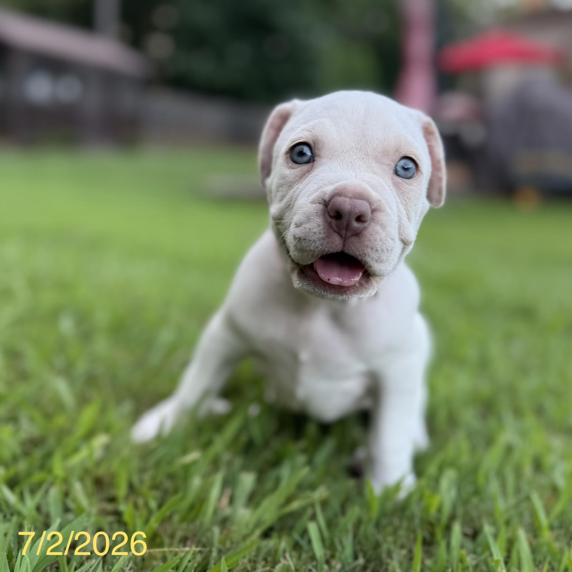 Theodore, a ADOPTABLE mixed breed in Jackson, GA image 4/6