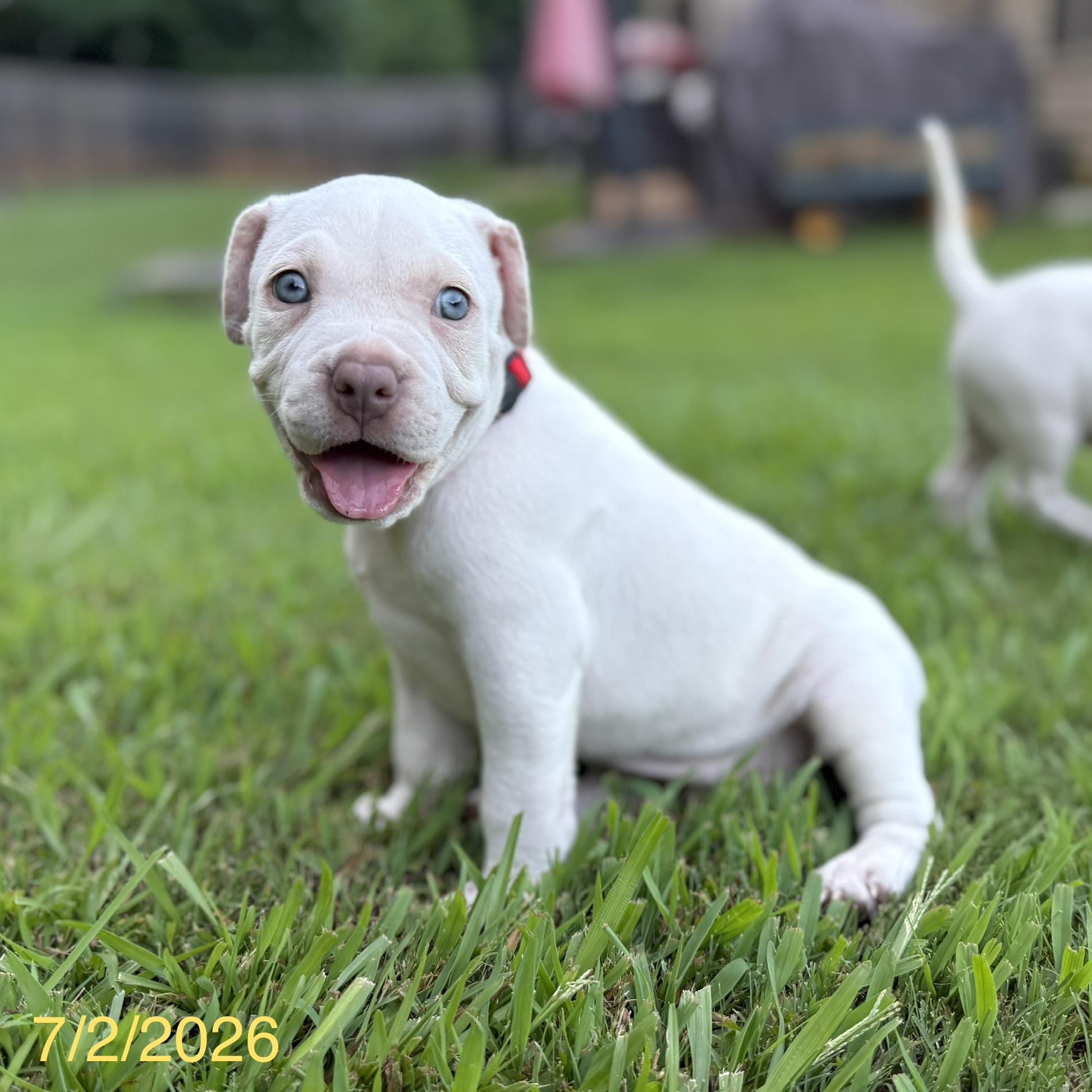 Theodore, a ADOPTABLE mixed breed in Jackson, GA image 2/6