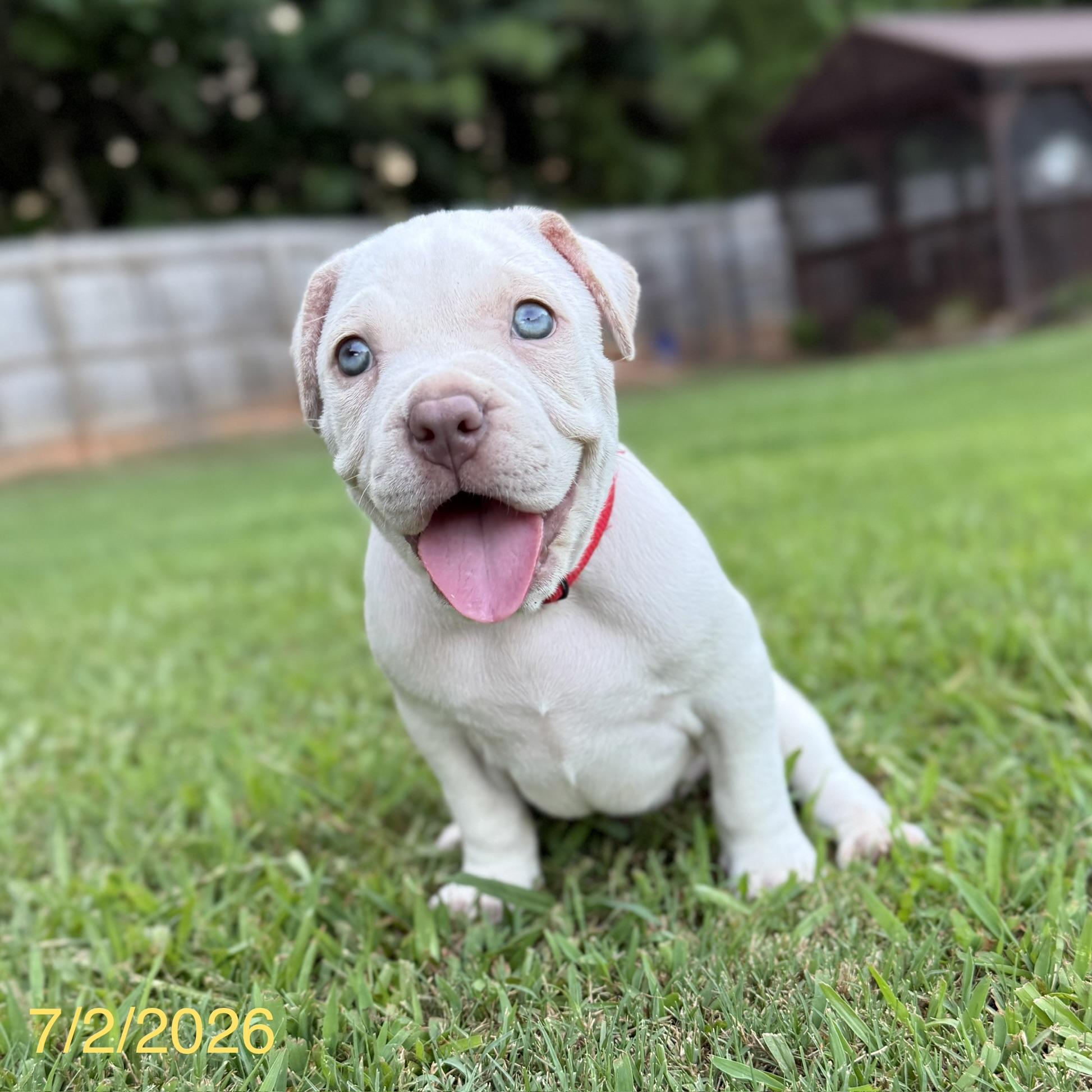 Theodore, ADOPTABLE, Puppy Male Mixed Breed.
