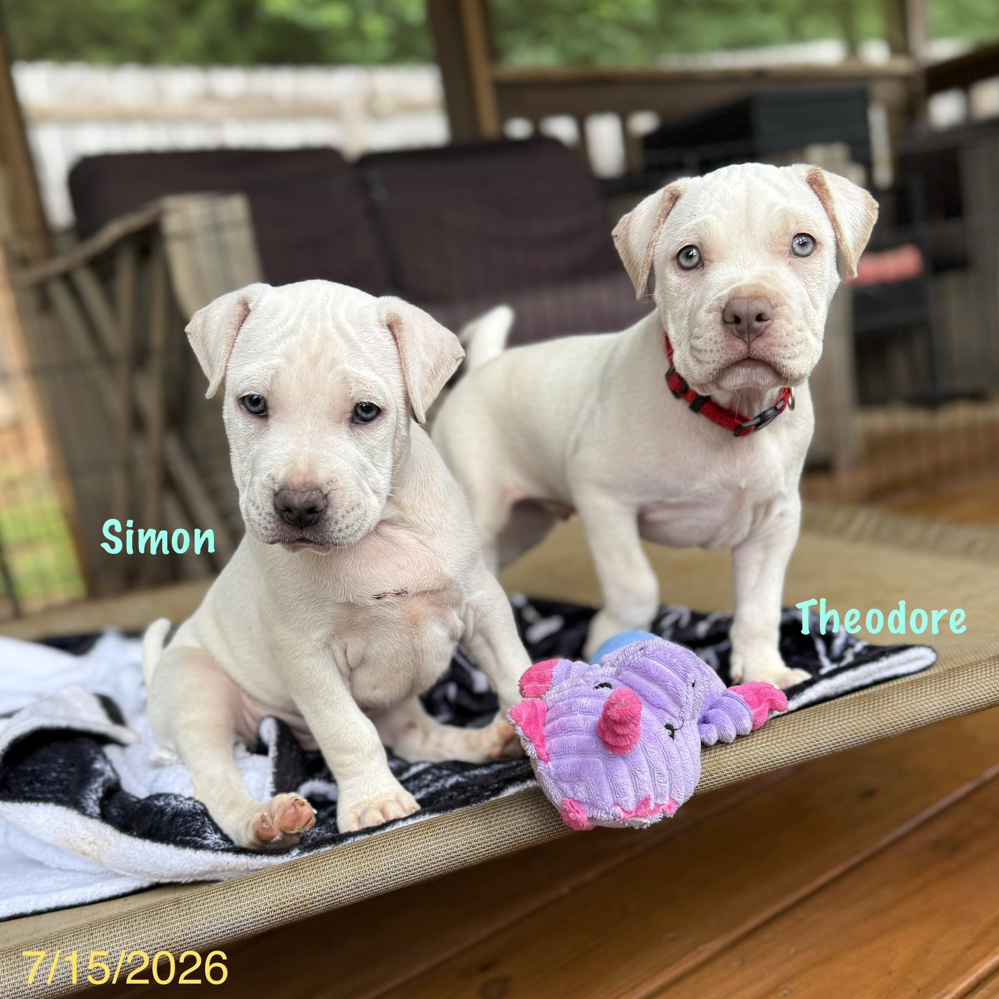 Enlarge Theodore, an adopted mixed breed in Jackson, GA image 6/6