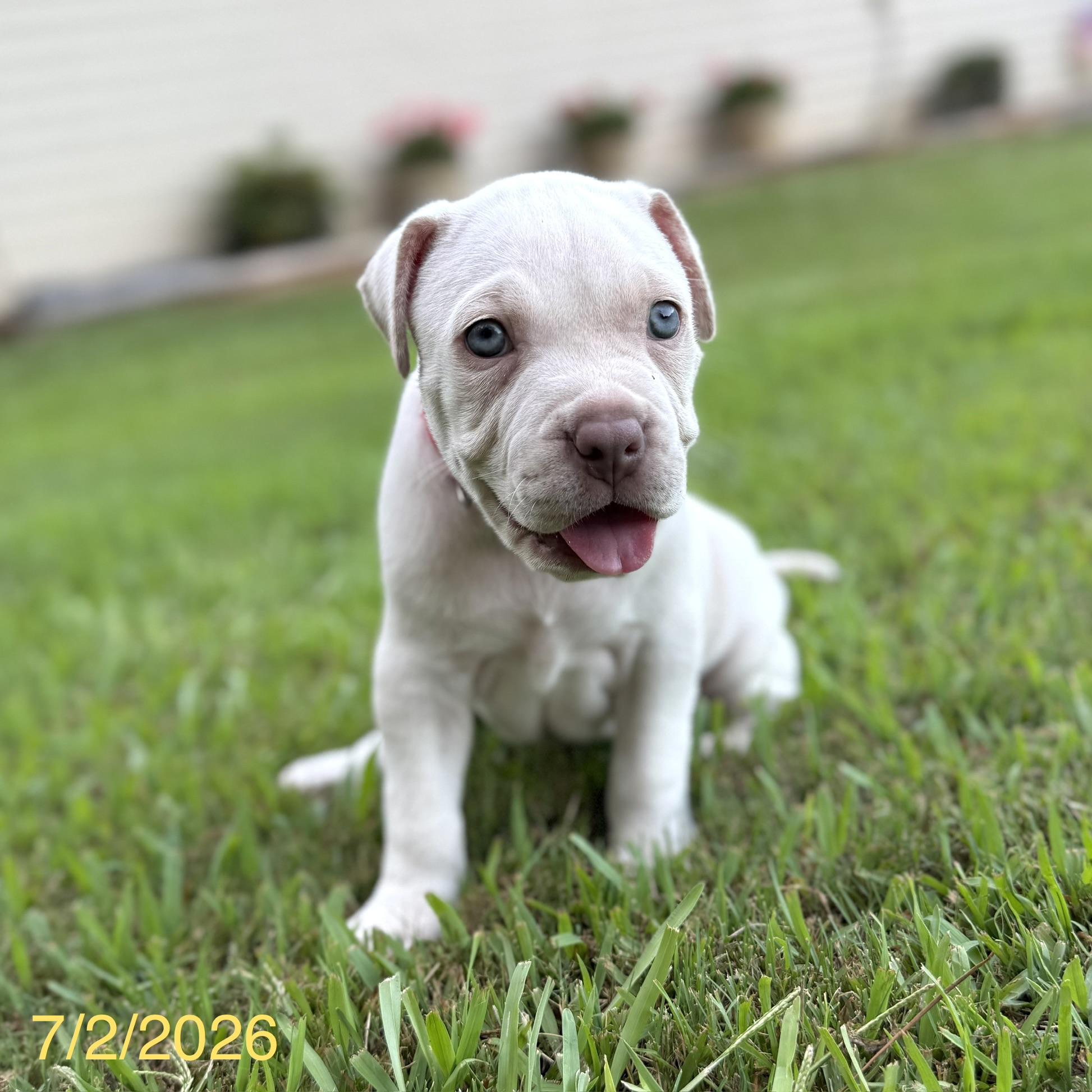 Theodore, a ADOPTABLE mixed breed in Jackson, GA image 5/6