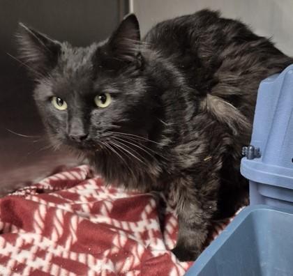 Enlarge Wolfie, a ADOPTABLE Domestic Long Hair in Butte, MT image 1/1