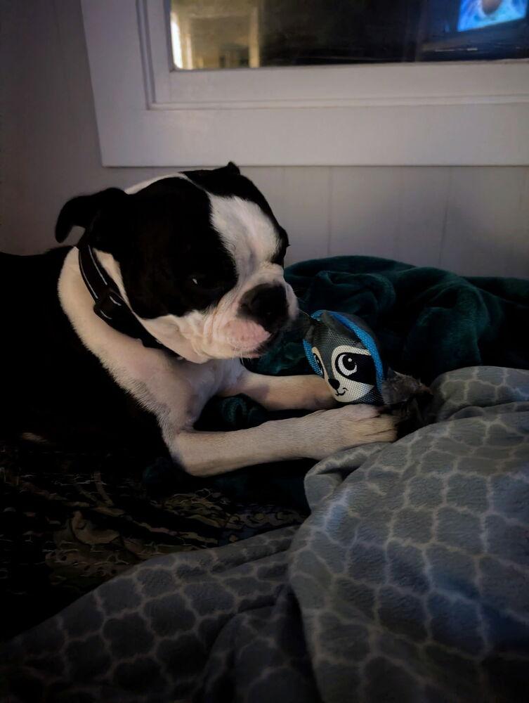 Elwood Williams  Gainesville