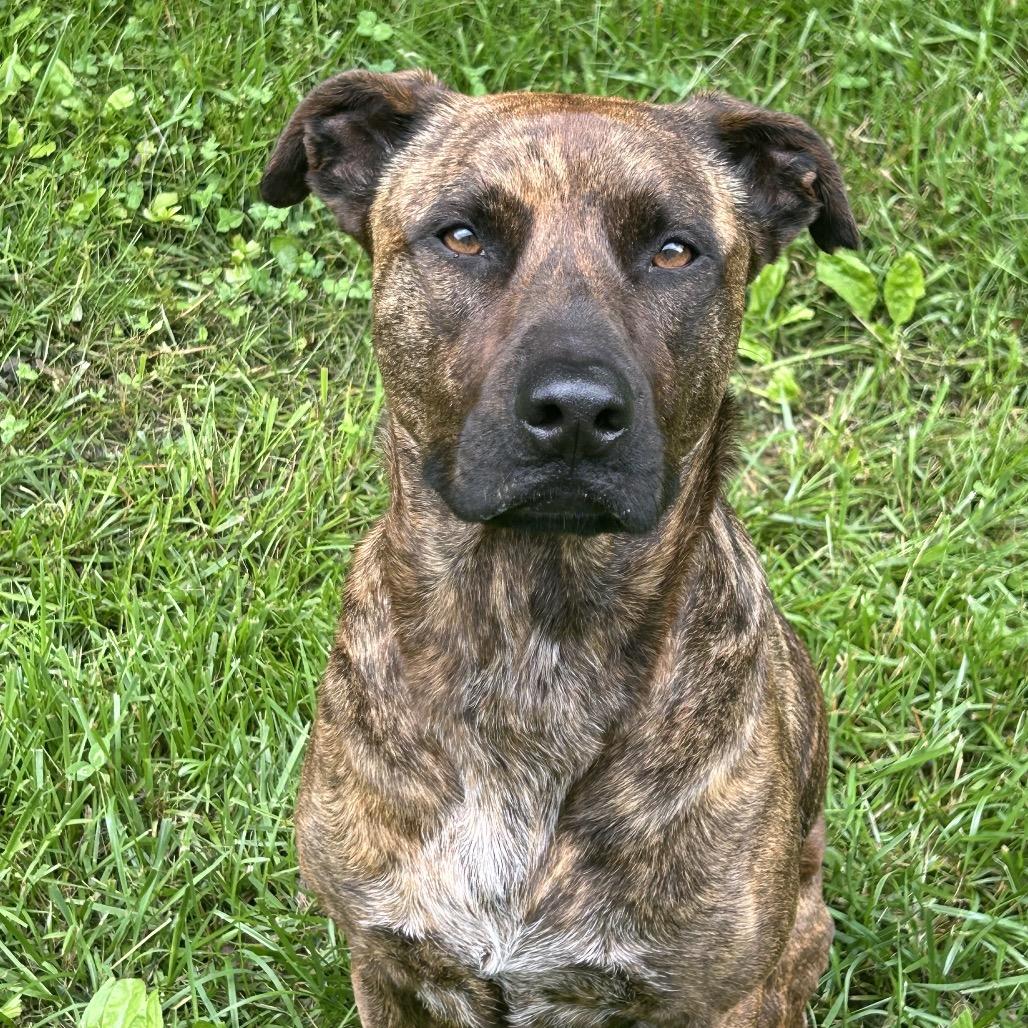 Enlarge Layla, a Adoptable mixed breed in Duck River, TN image 1/6