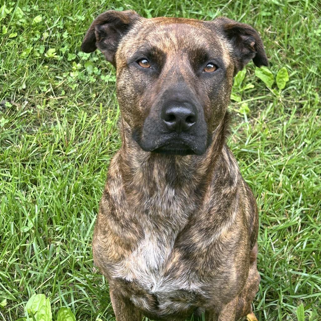 Enlarge Layla, a Adoptable mixed breed in Duck River, TN image 1/6