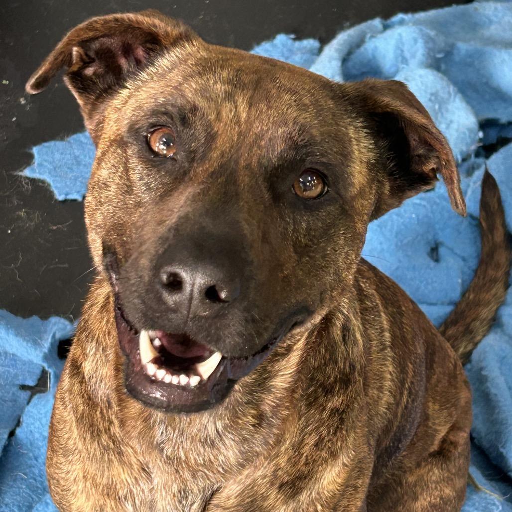 Enlarge Layla, a Adoptable mixed breed in Duck River, TN image 2/6