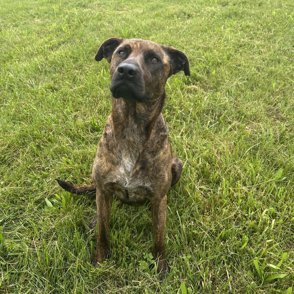 Enlarge Layla, a Adoptable mixed breed in Duck River, TN image 3/6