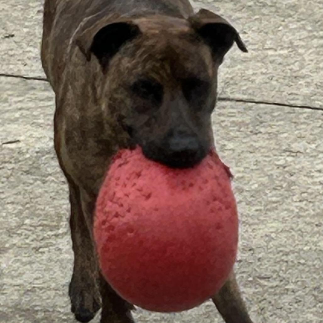 Enlarge Layla, a Adoptable mixed breed in Duck River, TN image 4/6