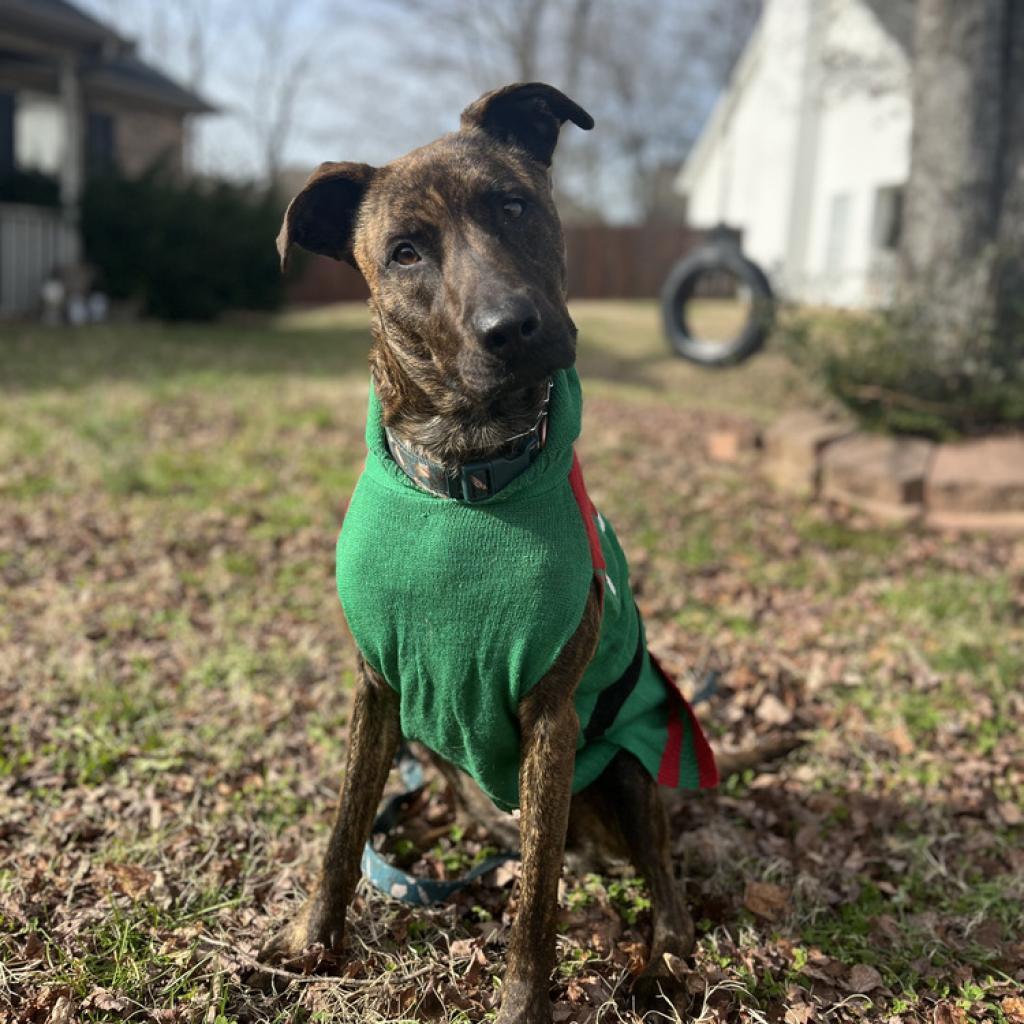 Enlarge Layla, a Adoptable mixed breed in Duck River, TN image 5/6