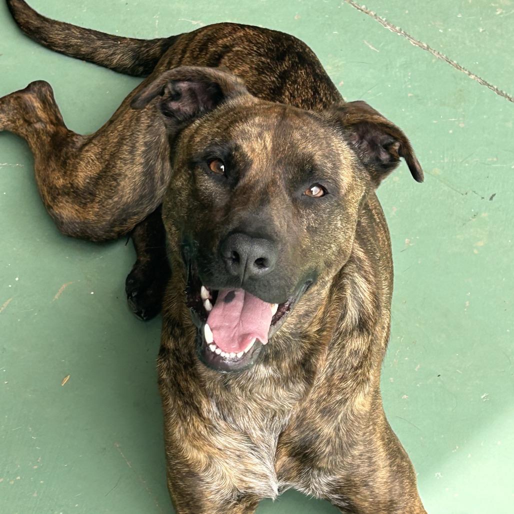 Enlarge Layla, a Adoptable mixed breed in Duck River, TN image 6/6