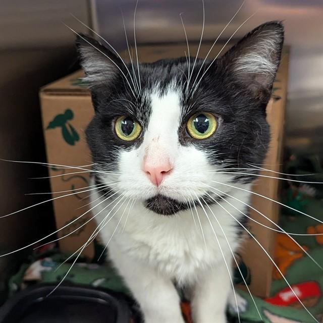 Enlarge BRUCE, a Adoptable Domestic Short Hair in Olivette, MO image 1/1