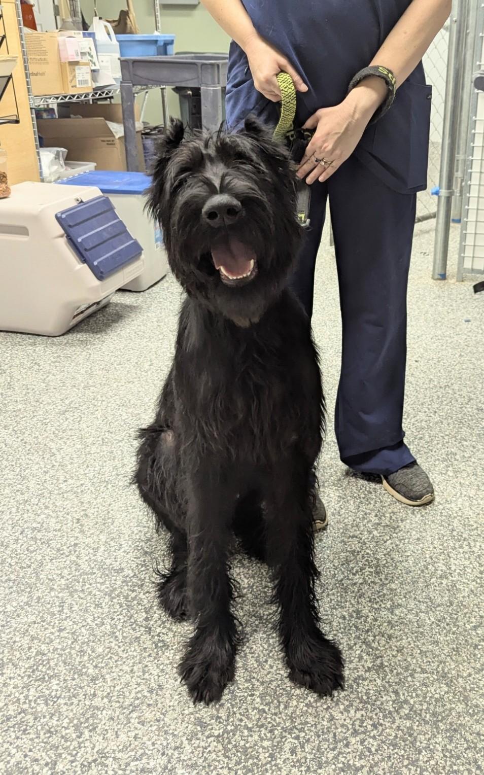Enlarge Percy, a Adopted Giant Schnauzer in Milner, GA image 1/1
