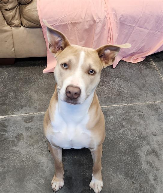 BELLE, Adoptable, Young Female Labrador Retriever & Treeing Walker Coonhound.