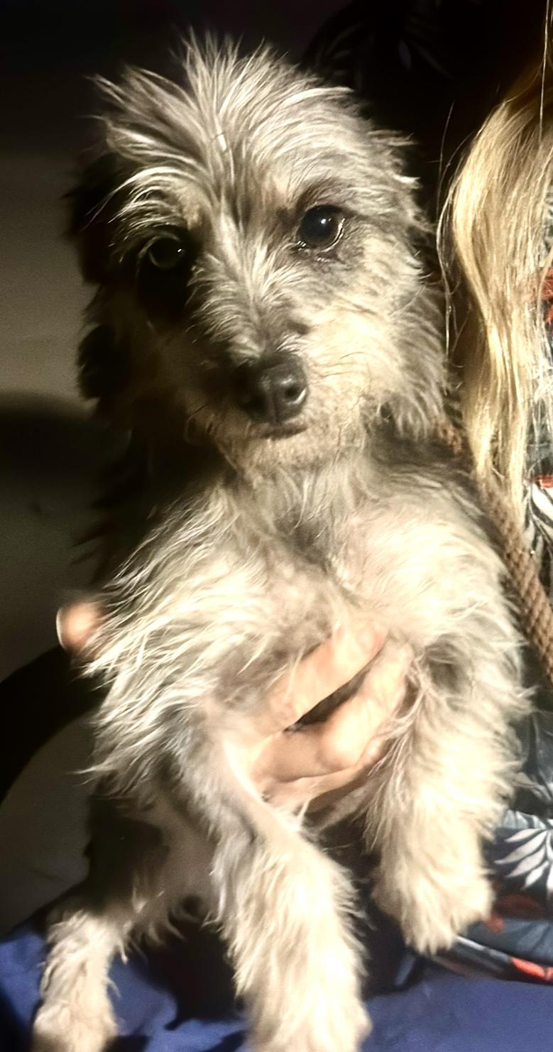 Darla