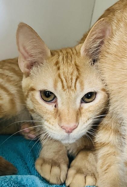 Niles, Adoptable, Kitten Male Domestic Short Hair & Domestic Short Hair.