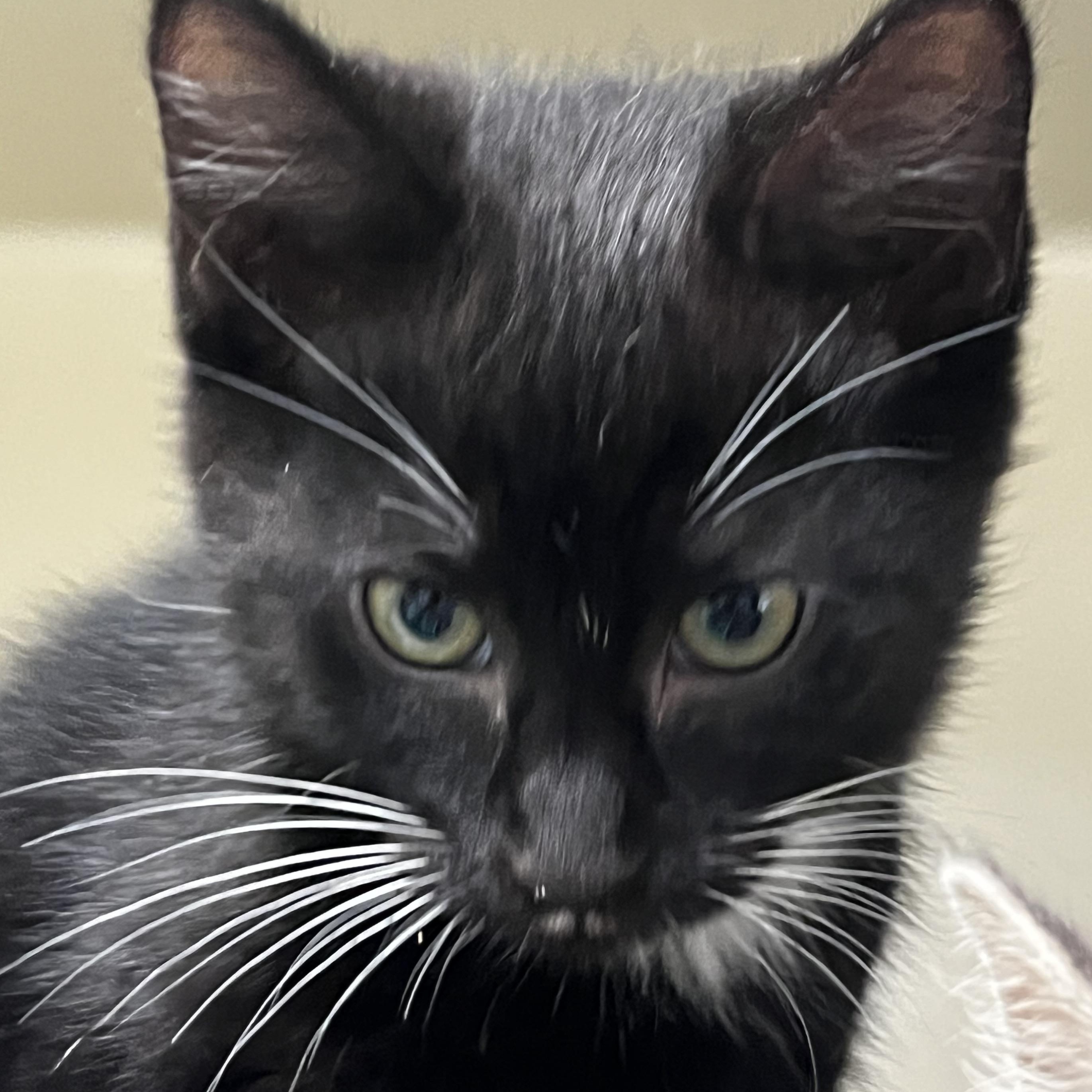 Enlarge Kitten 1, an adopted Domestic Short Hair in Mansfield, CT image 4/4