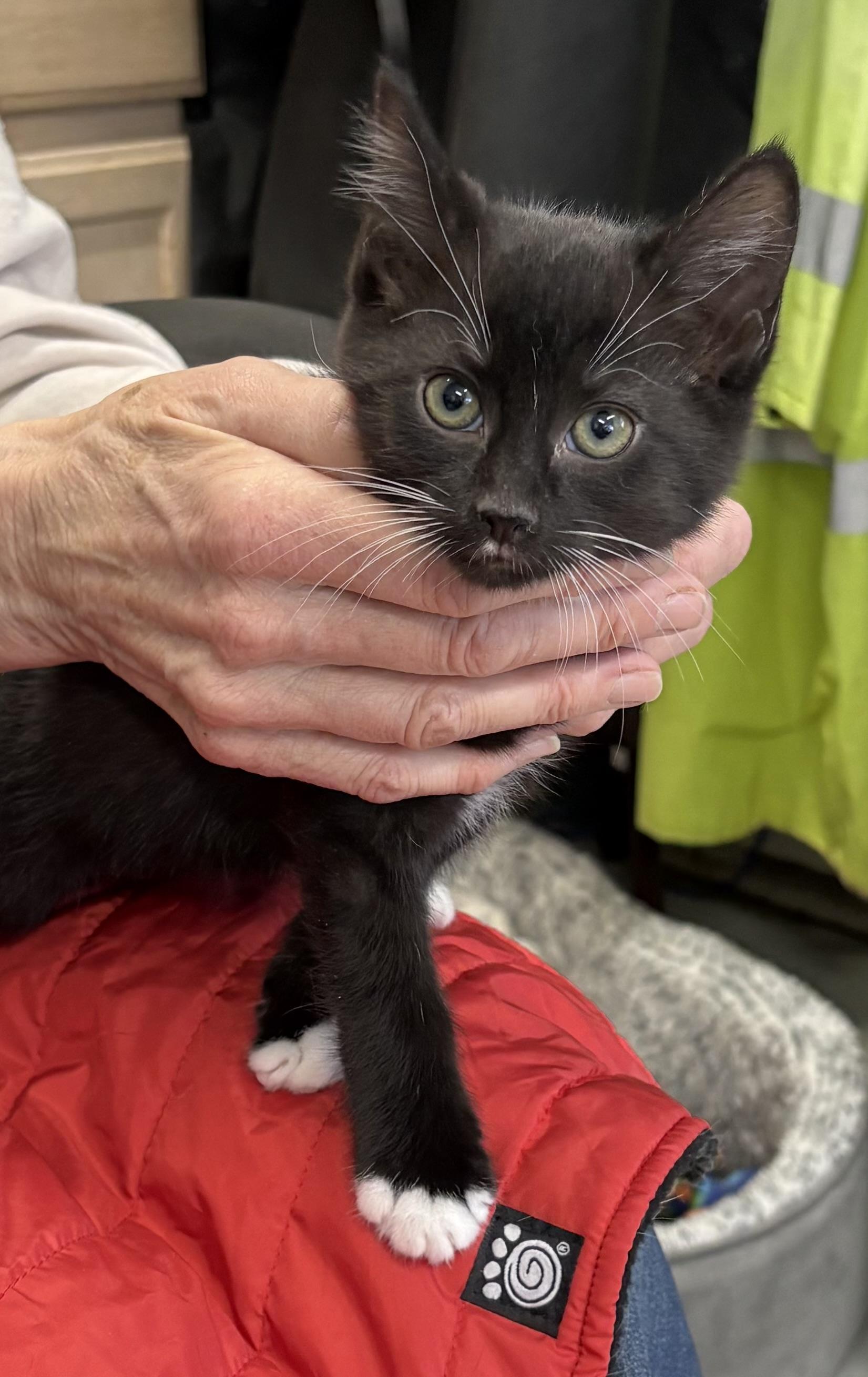 Enlarge Kitten 1, an adopted Domestic Short Hair in Mansfield, CT image 3/4