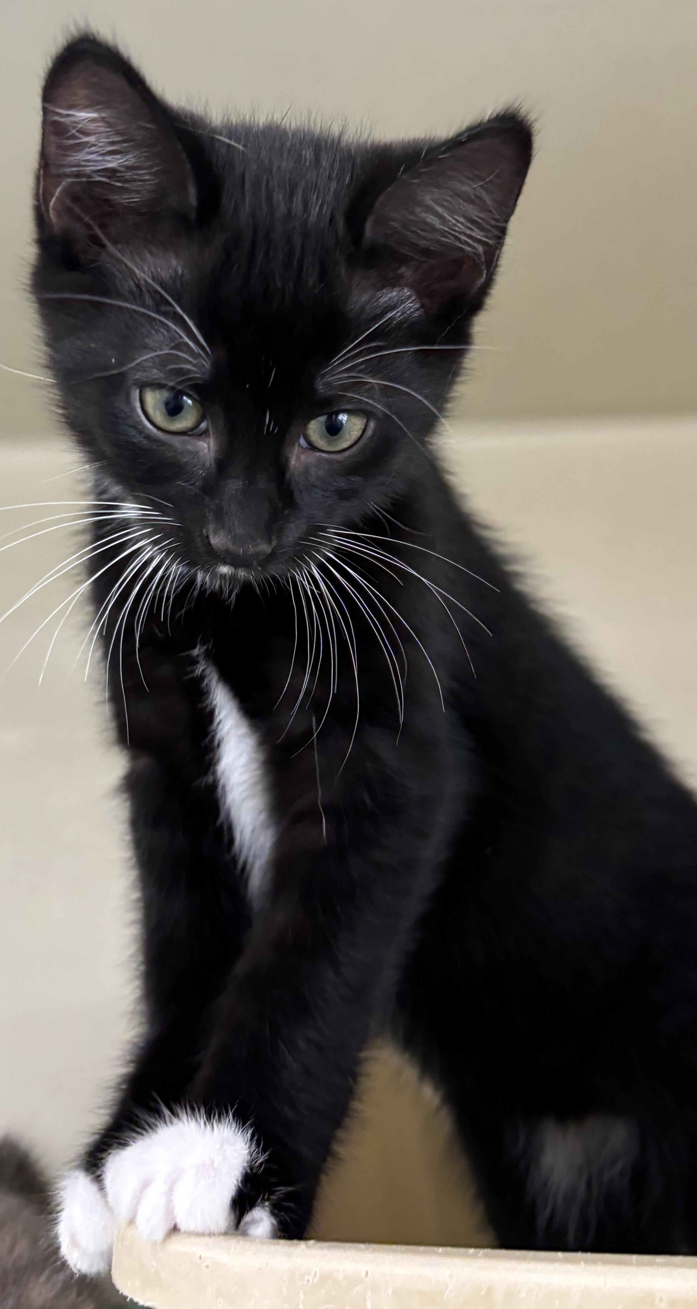 Enlarge Kitten 1, an adopted Domestic Short Hair in Mansfield, CT image 2/4